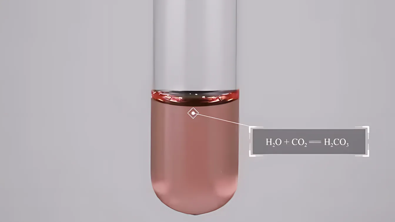 二氧化碳和水反应生成碳酸，使紫色石蕊溶液变红