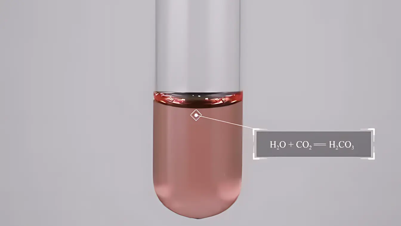二氧化碳和水反应生成碳酸，使紫色石蕊溶液变红